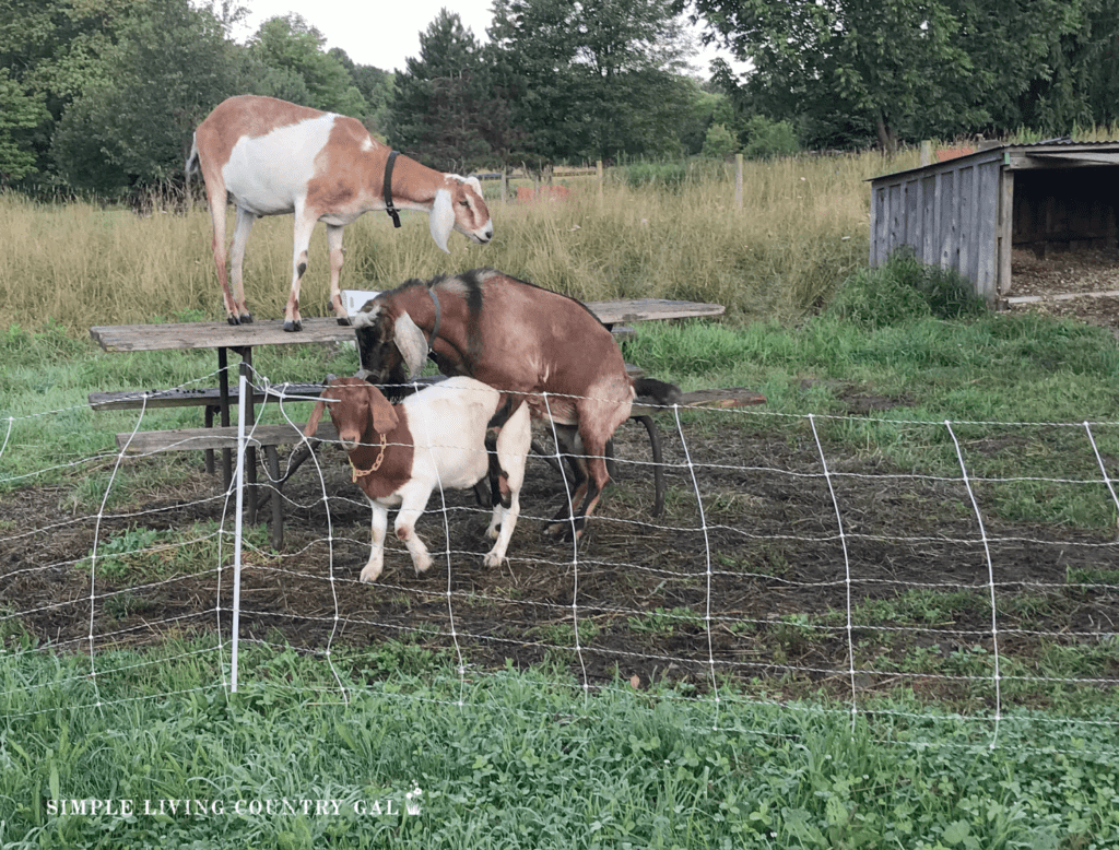 buck breeding a Boer Goat in a pasture