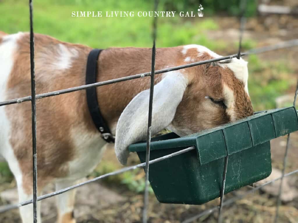 goat eating minerals out of a feed bucket during buck breeding season