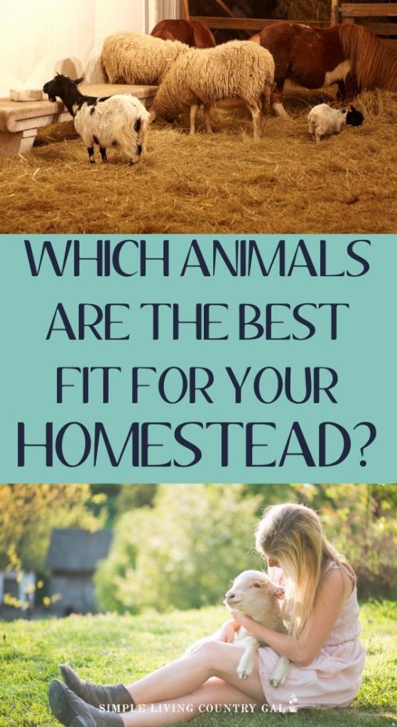 homestead animals