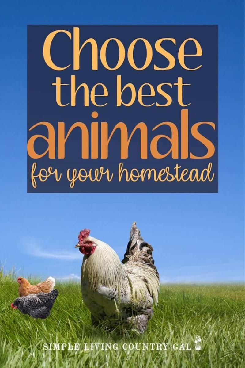 When you are first starting out, homesteading can be so overwhelming. From what to grow in your garden to what animals to raise. Knowing the choices that are out there will help you to better choose the best fit for you and your family. #homesteadanimals #farmanimals #modernhomesteading #urbanhomesteading