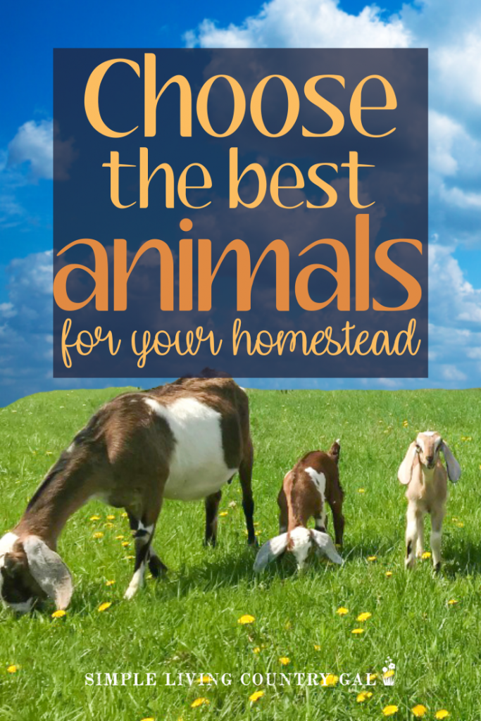 how to choose the best animals for your homestead