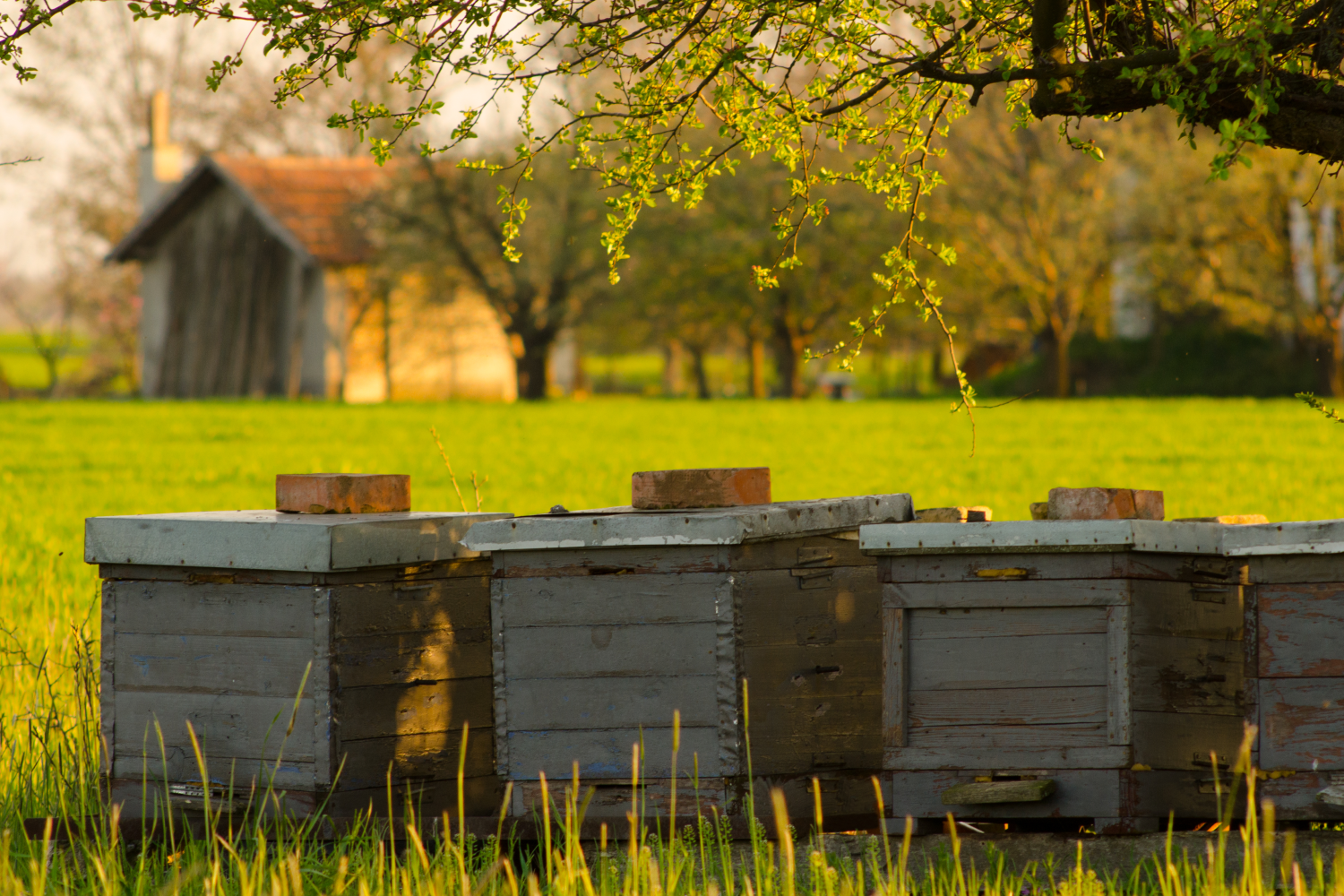 bee hives. Choosing the best homestead animals for your family farm