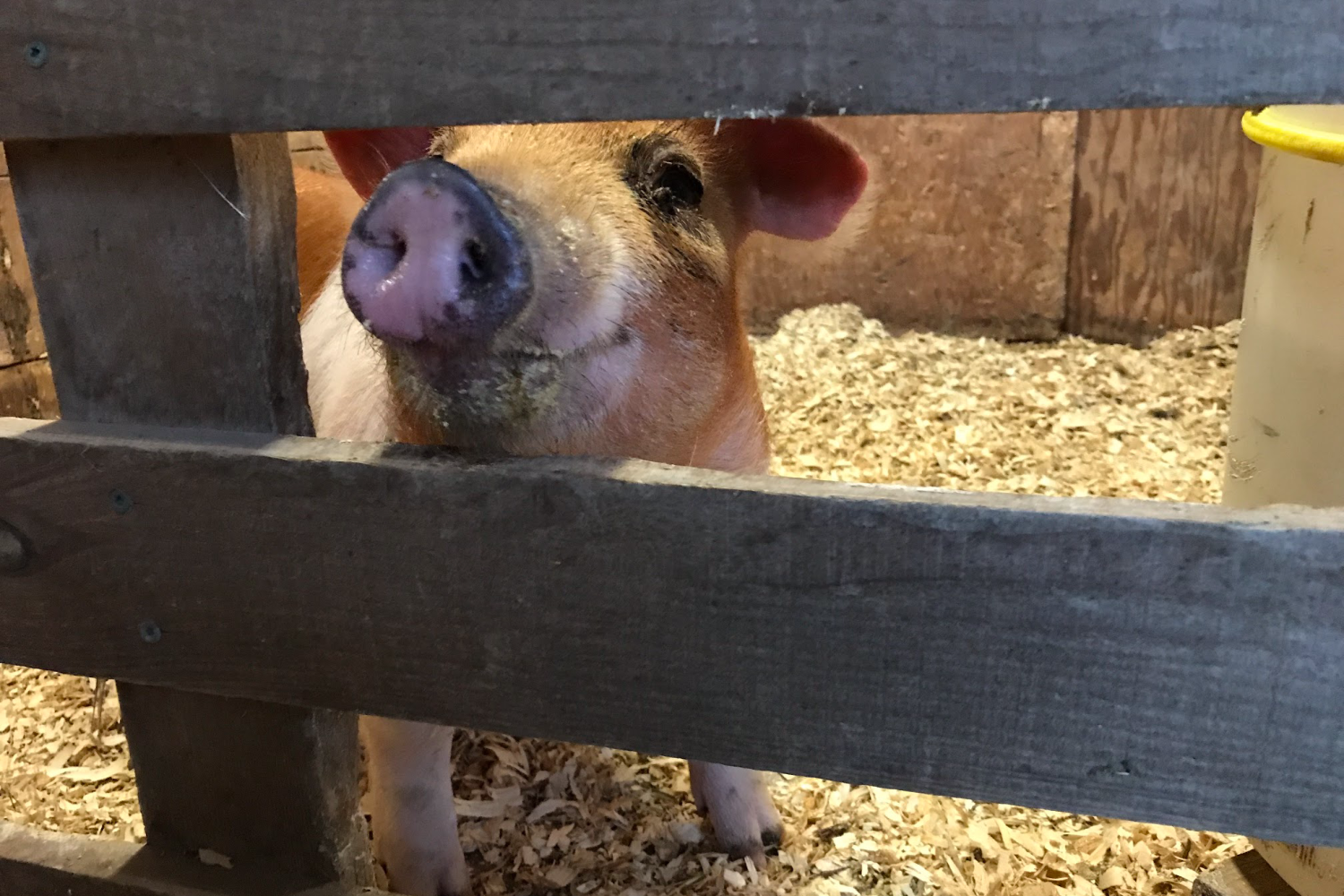 a homestead pig in a pen