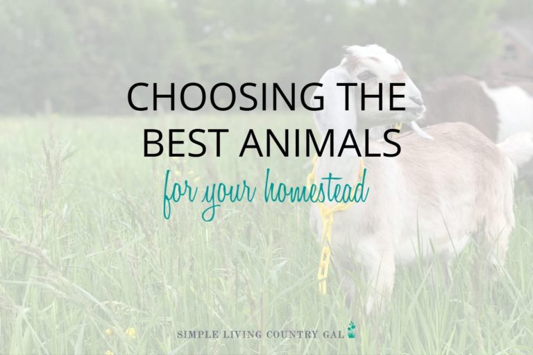 How to Choose the Best Homestead Animals