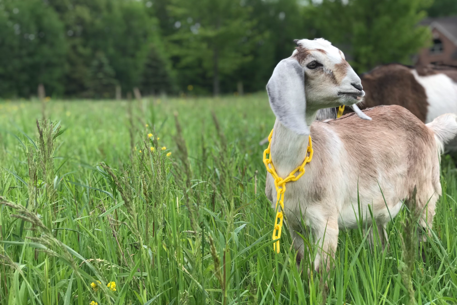 young goat in a pasture. Choosing the best homestead animals for your farm