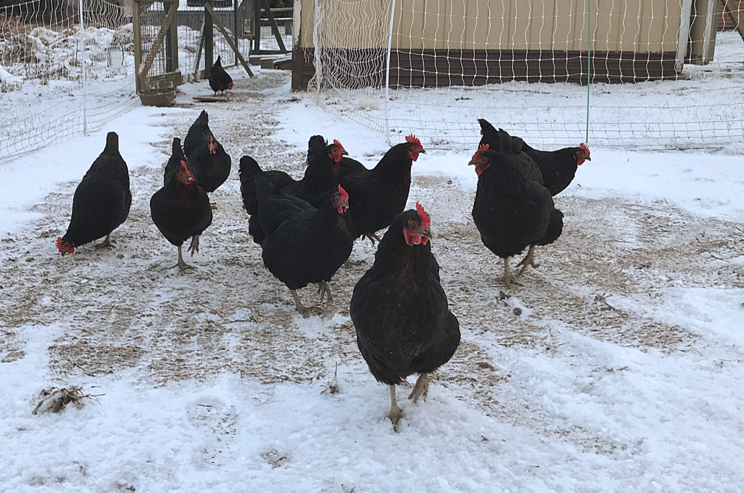 chickens in the snow