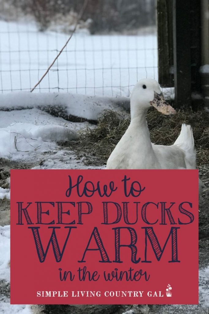Worried about how your ducks will handle the bitter cold this winter? Use this checklist to be sure everyone is ready for the snow. Having a warm and dry shelter is just one of the items on your winter duck care checklist. Find out all you need to know to keep everyone warm and dry this coming winter. #duckcare #winterduckcare #raisingducks #backyardducks