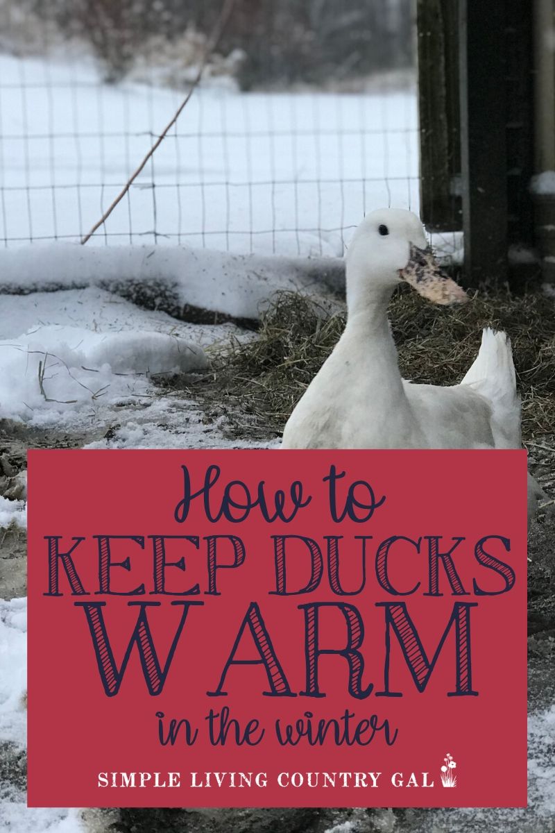 Worried about how your ducks will handle the bitter cold this winter? Use this winter duck care checklist to be sure everyone is ready for the snow. 