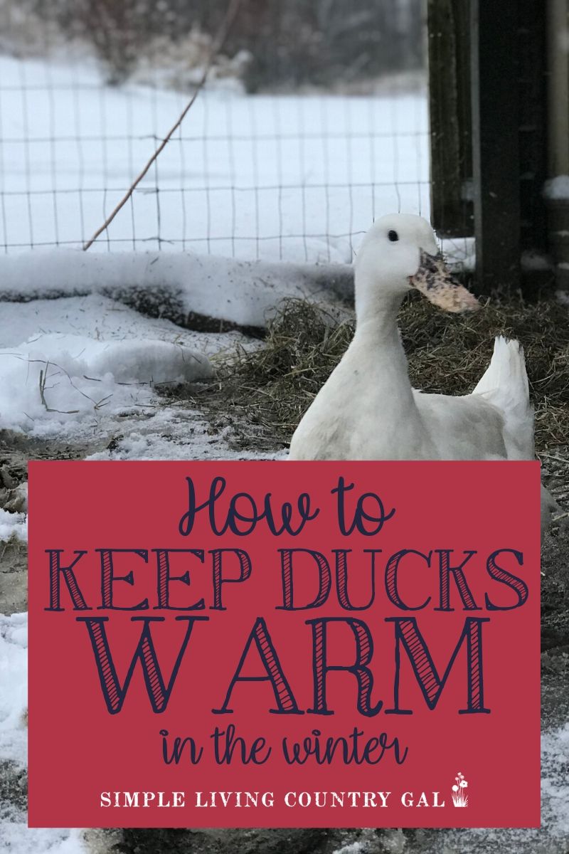 How to Care for Ducks in the Winter