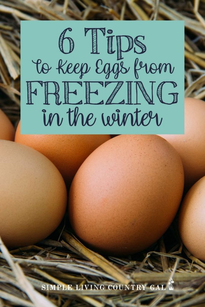 Are you worried your chicken eggs are going to freeze solid out in your chicken coop this winter? Here are a few tips you can use to help make sure they don't. Prep your chicken coop for the winter and keep eggs from freezing. Then know what you can do with frozen chicken eggs so you are not wasting them. #chickeneggs. #chickens #backyardchickens #homestead