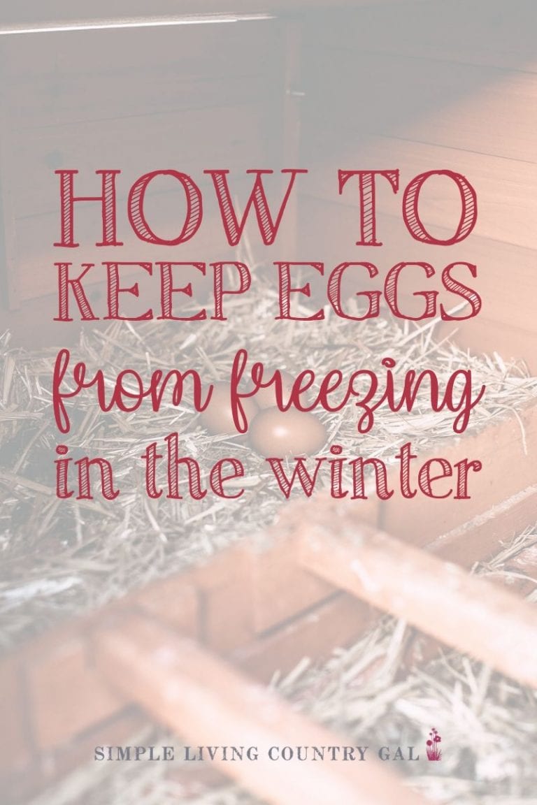 How To Keep Eggs From Freezing In The Winter Simple Living Country Gal