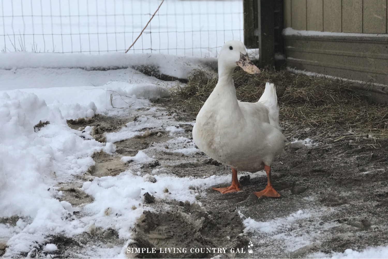 Keep your ducks healthy this winter with a few helpful winter duck care tips