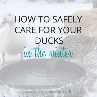 winter duck care water