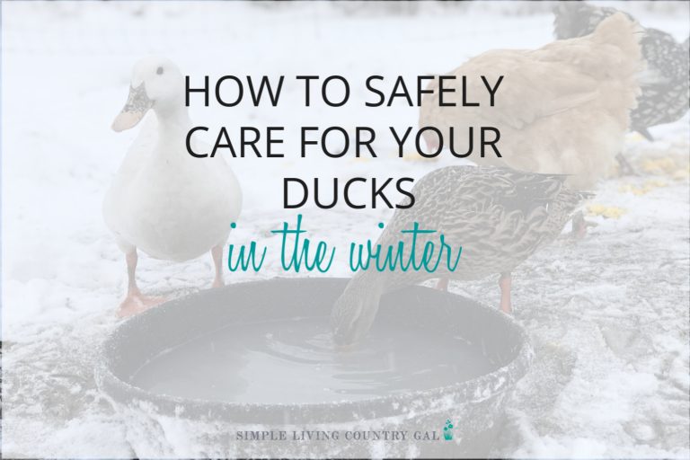 Winter Duck Care – How to Raise Healthy Ducks in the Winter