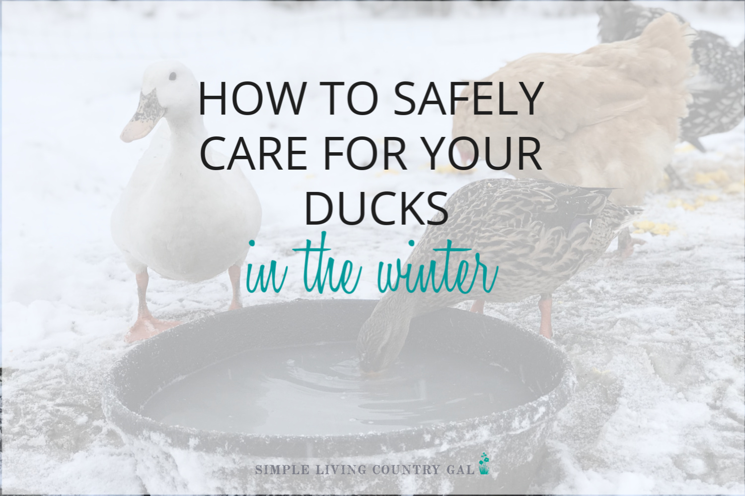 How to Care for Ducks in the Winter