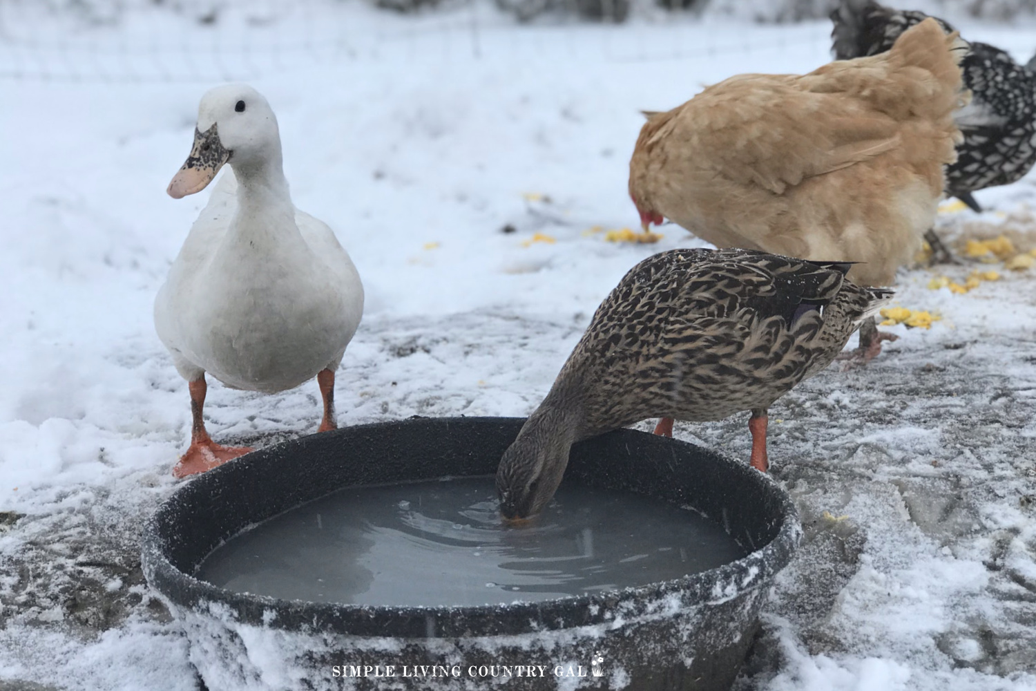 Ducks have to stay hydrated in the winter too! Here's some winter duck care tips to keep your ducks hydrated and healthy