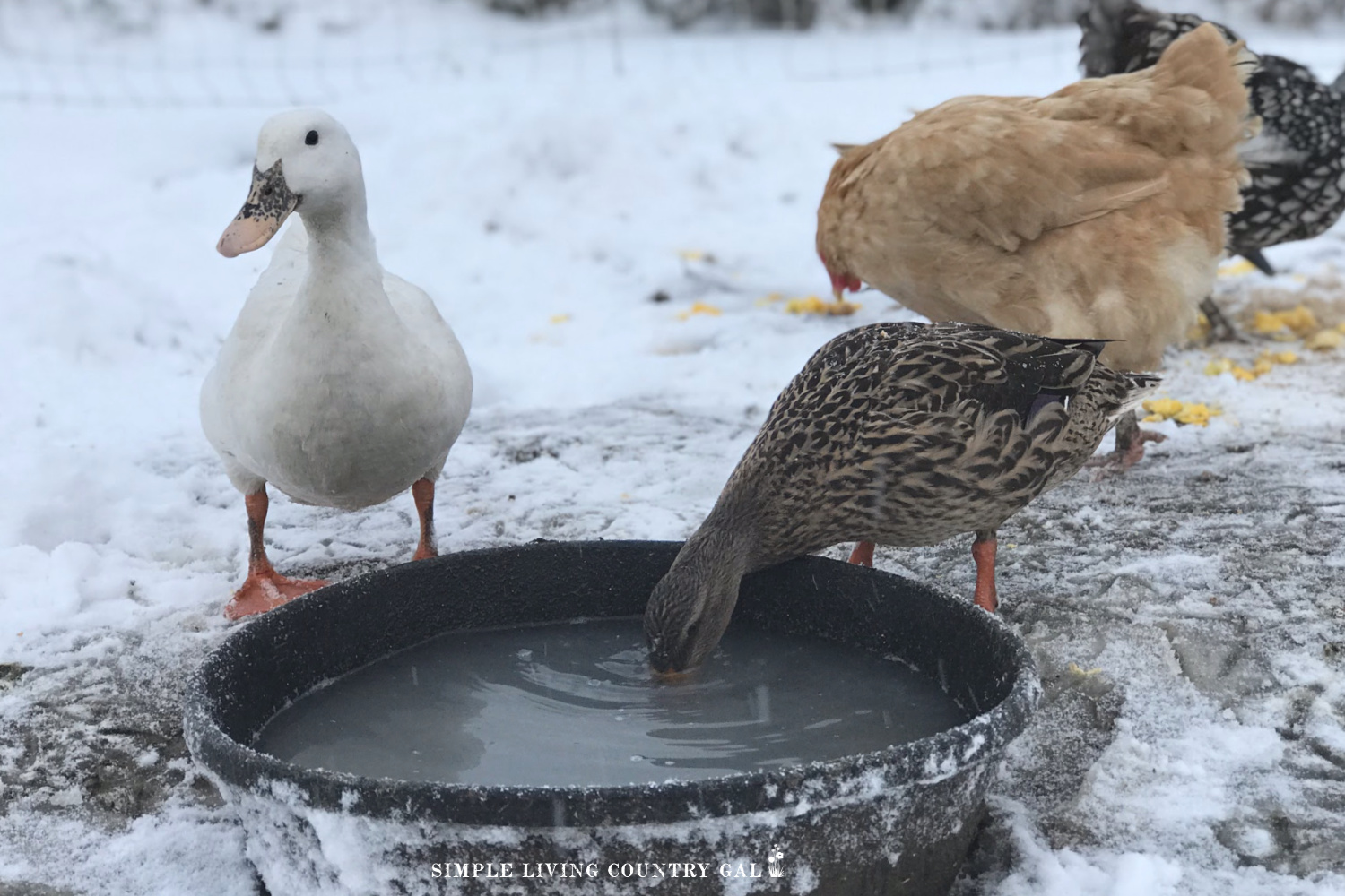 Winter Duck Care Checklist for Healthy Ducks Simple Living Country Gal