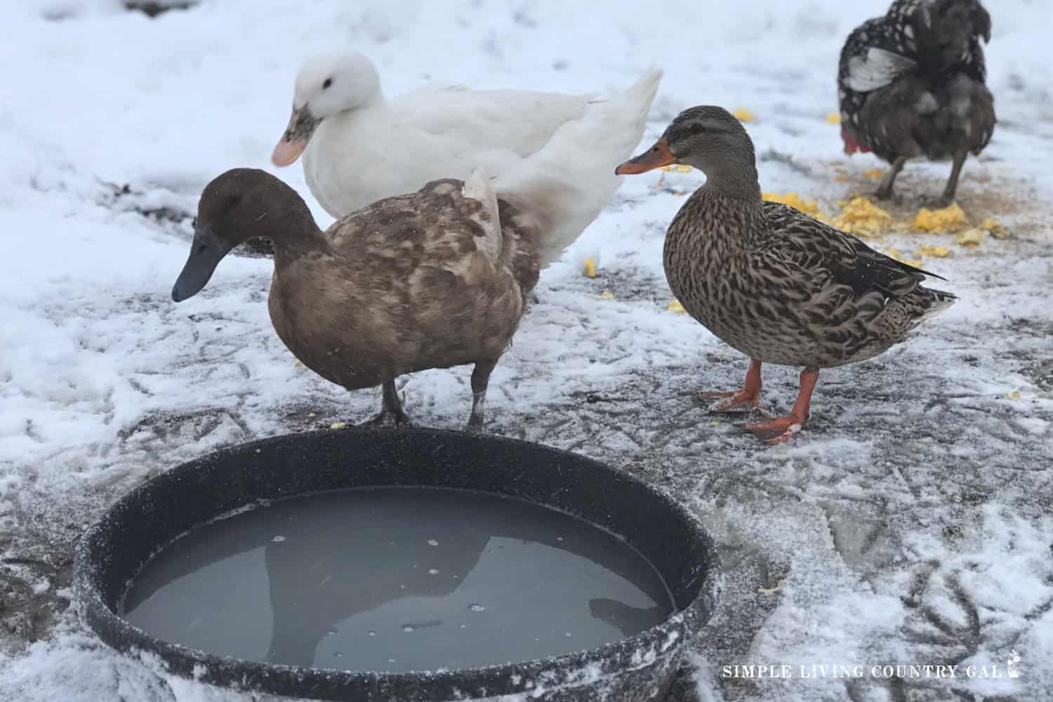 Winter Duck Care Checklist For Healthy Ducks Simple Living Country Gal