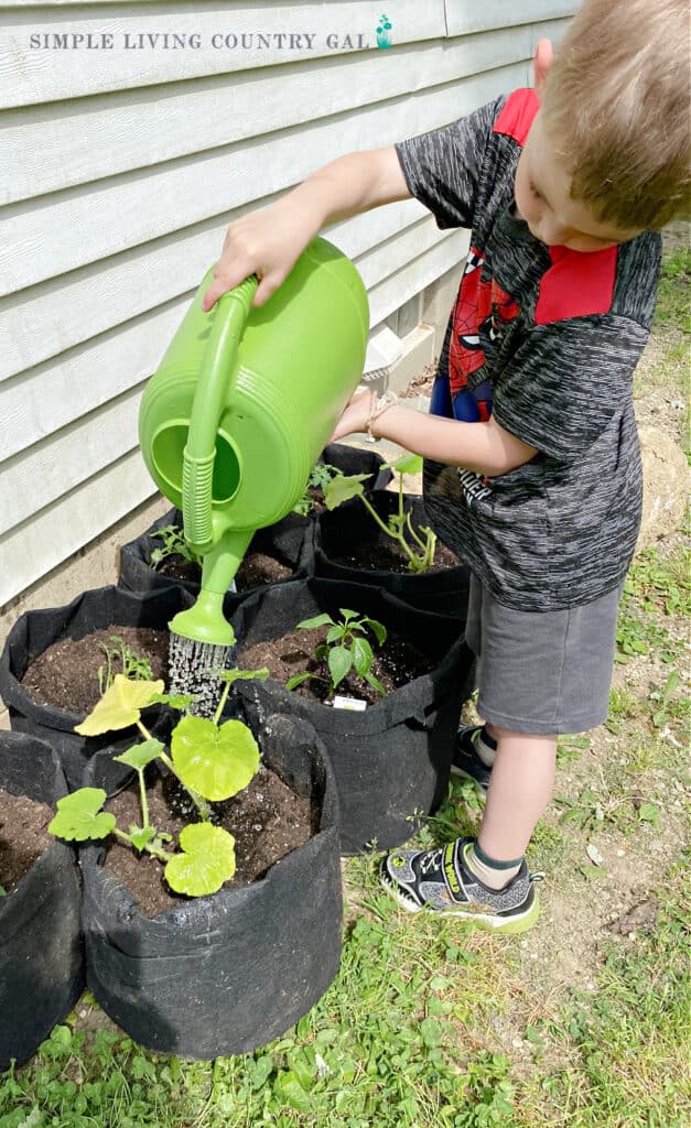 a young boy watering a pumpkin plant in a grow bag 