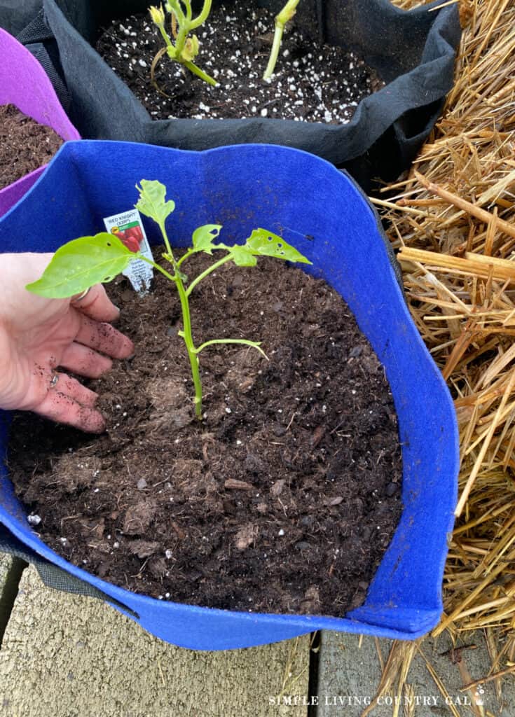 hands putting soil into a grow bag around a pepper plant 