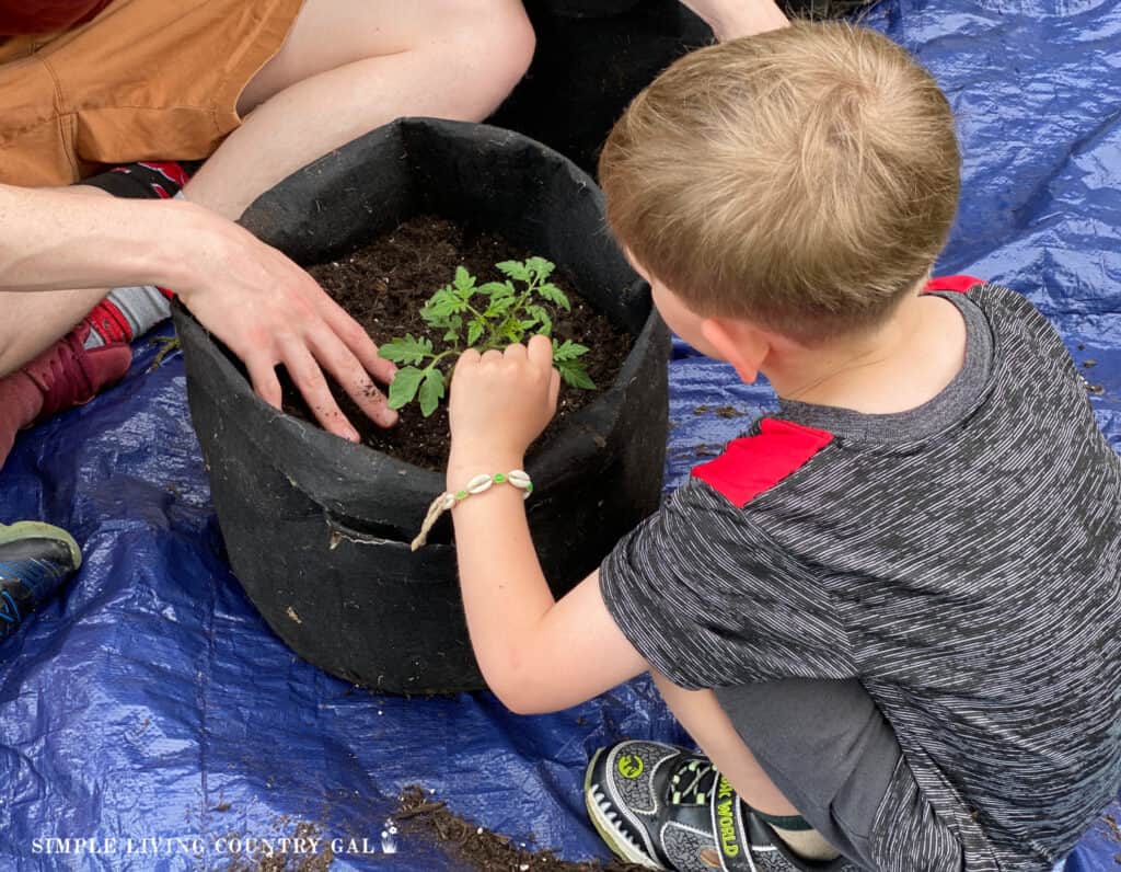 kids helping to plant a tomato seedling inside of a grow bag
