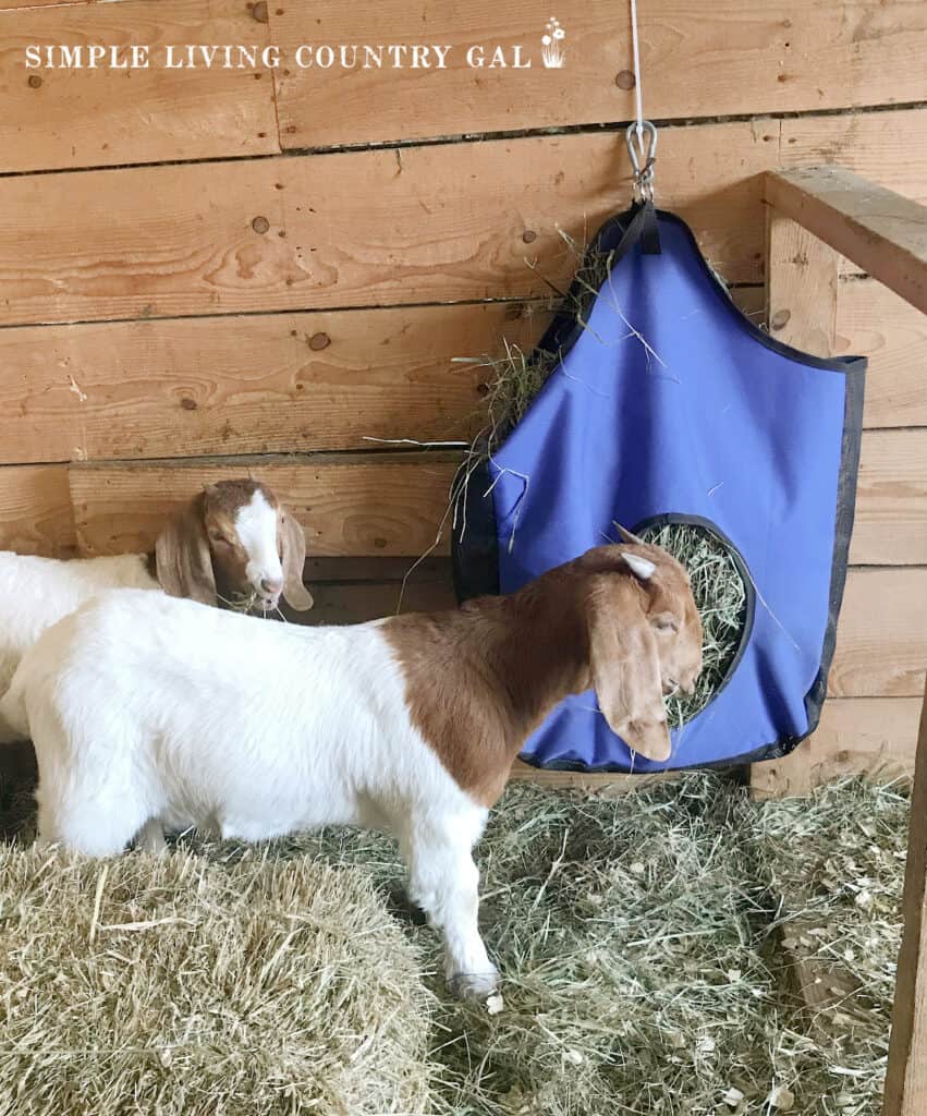 2 white goats eating hay out of a blue hay feeder