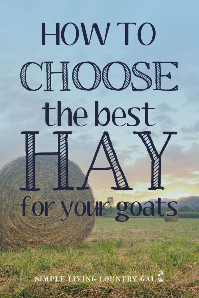 When coming up with an optimal feeding plan for your goats you will first need to know the basics of what they need and why. And that all begins with their hay. Figure that part out and the rest will fall into place more easily. What hay is best to feed your goats and how to supplement what is missing. Not all hay is created equal and know what you have access to is where you need to begin. #haygoats #goatfeed #raisinggoats #dairygoats