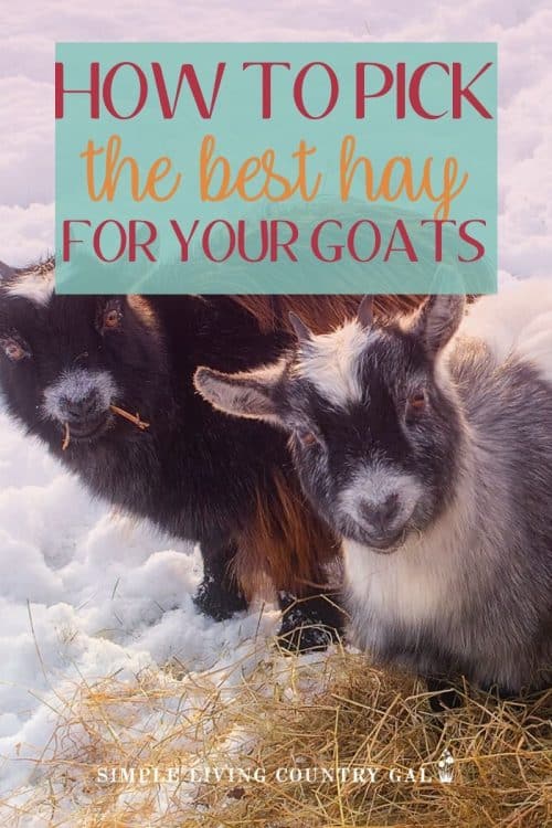 How to Pick the Best Hay to Feed Goats Simple Living Country Gal