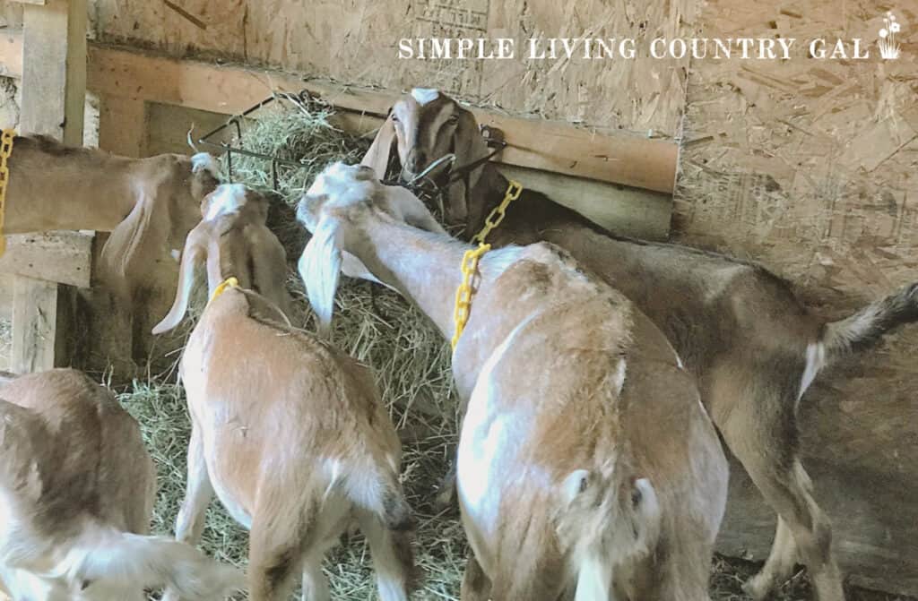 a group of goats eating hay out of a feeder 