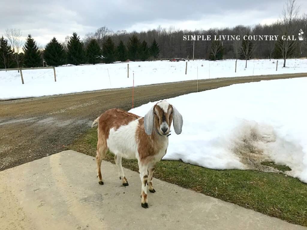 a young male goat wether standing near snow