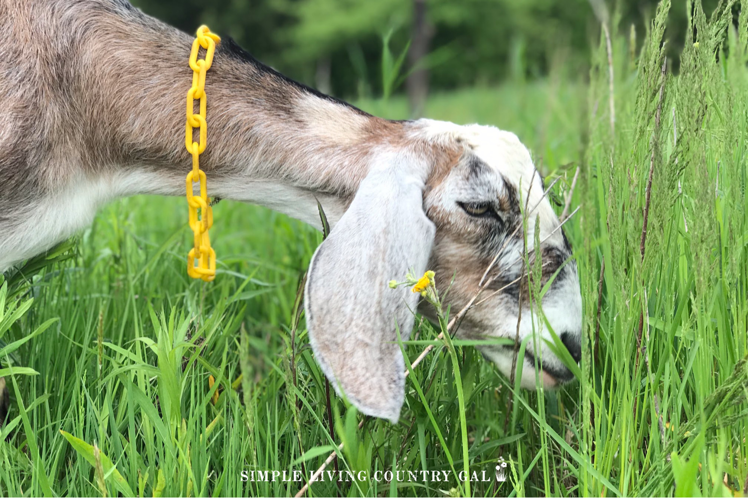 goat grazing in a pasture