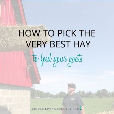 When coming up with an optimal feeding plan for your goats you will first need to know the basics of what they need and why. And that all begins with their hay. Figure that part out and the rest will fall into place more easily. What hay is best to feed your goats and how to supplement what is missing. Not all hay is created equal and know what you have access to is where you need to begin. #haygoats #goatfeed #raisinggoats #dairygoats