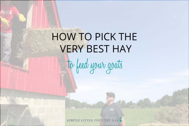 How to Pick the Best Hay to Feed Goats