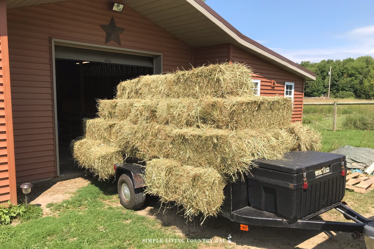 goat hay going into the barn