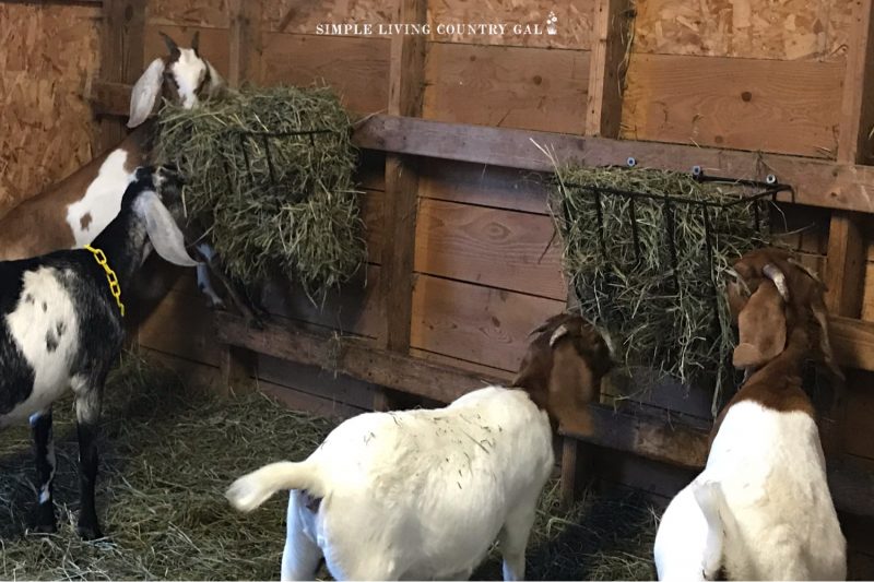 goat hay feeder hook on fance