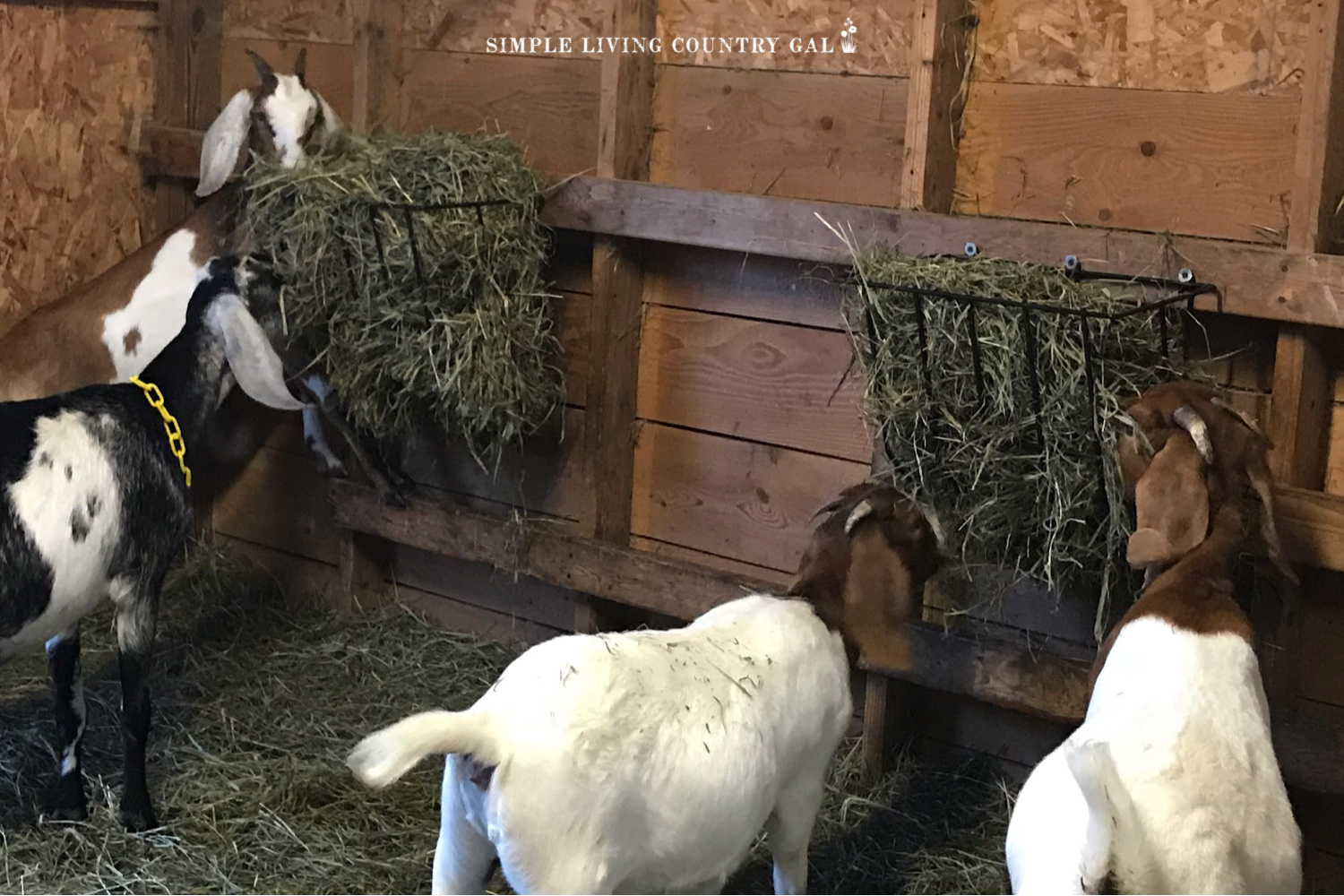 goats eating second cut hay from a hay feeder