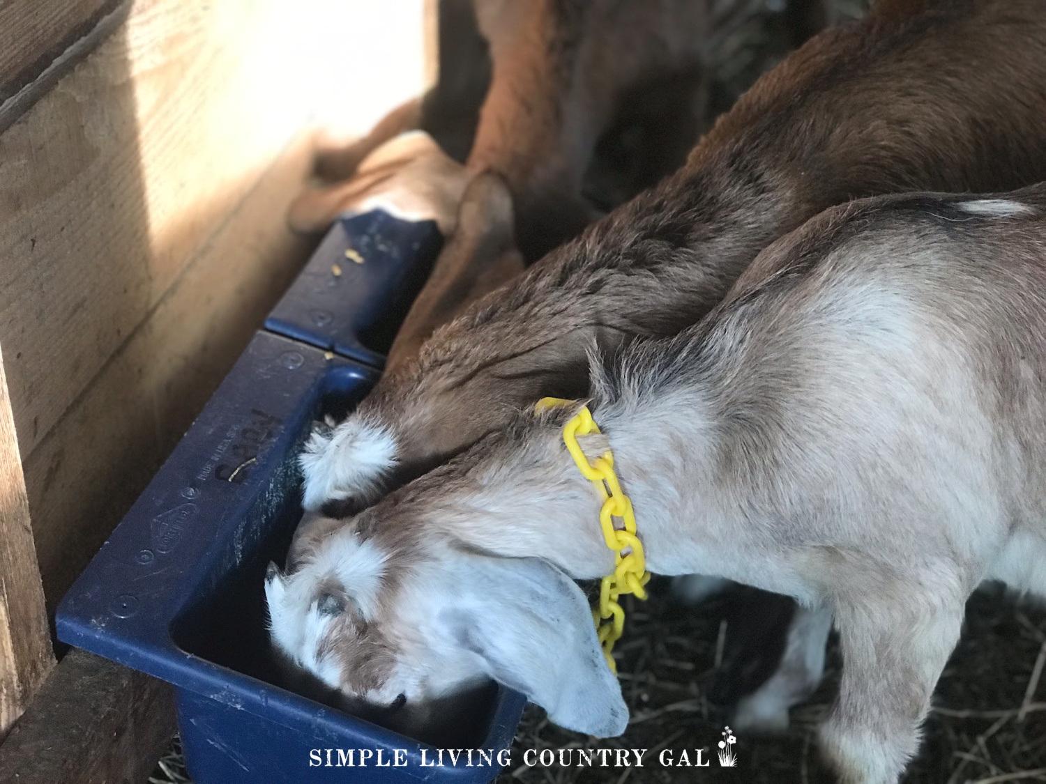 goats eating on a homestead in a barn