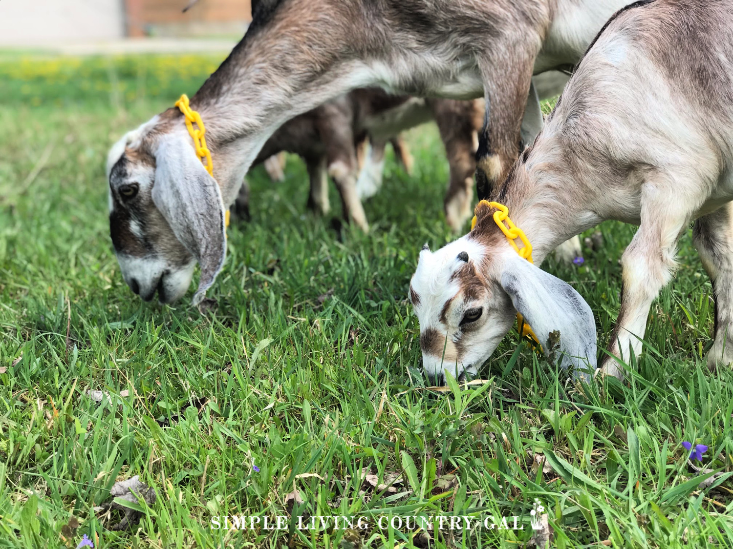 goats grazing in a pasture on a homestead