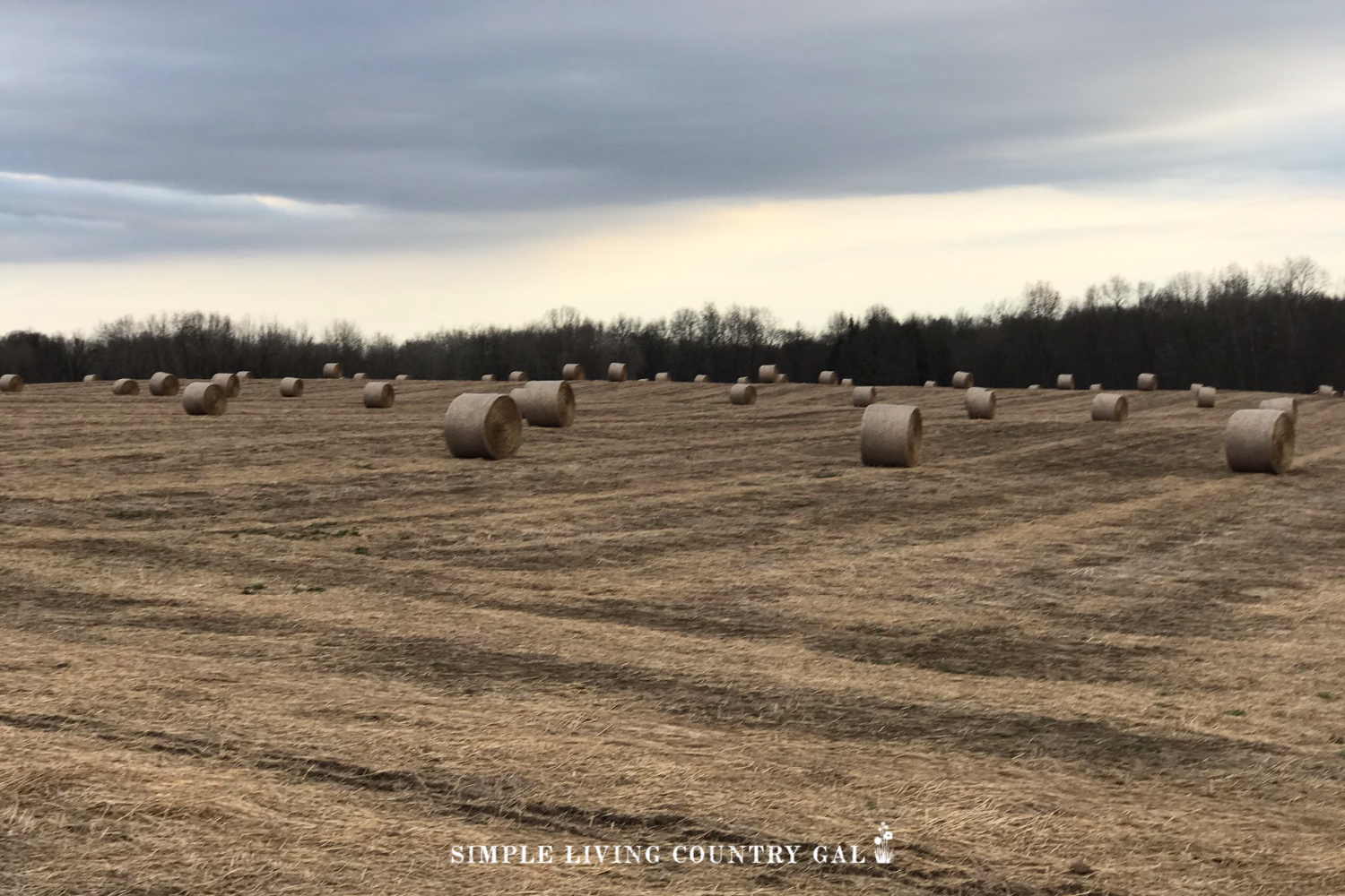round hay bales in a pasture