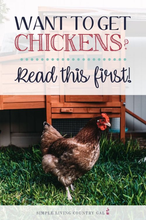 Benefits Of Chickens | Simple Living Country Gal