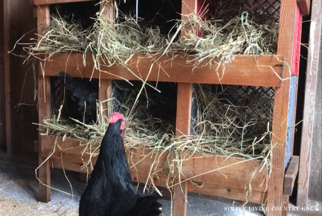 a chicken looking up into nesting boxes in a chicken coop