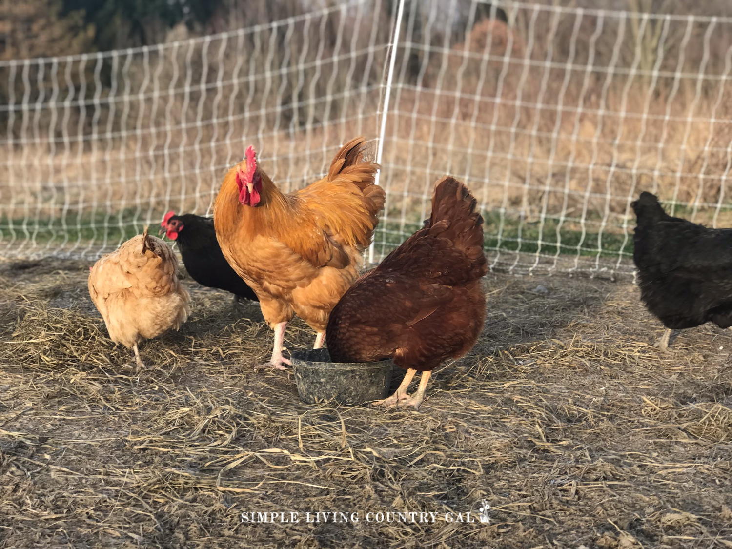 chickens eating bugs in a garden. One of the benefits of chickens