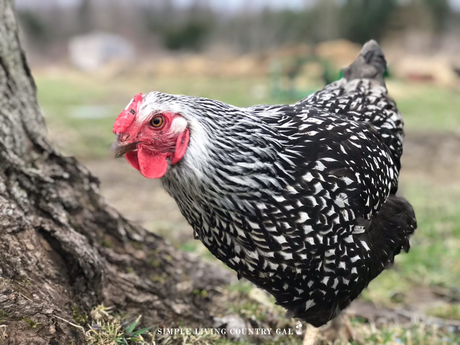 chicken in a backyard