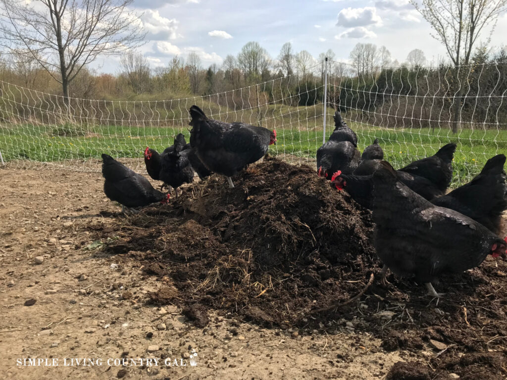 chickens scratching a pile of dirt in a garden