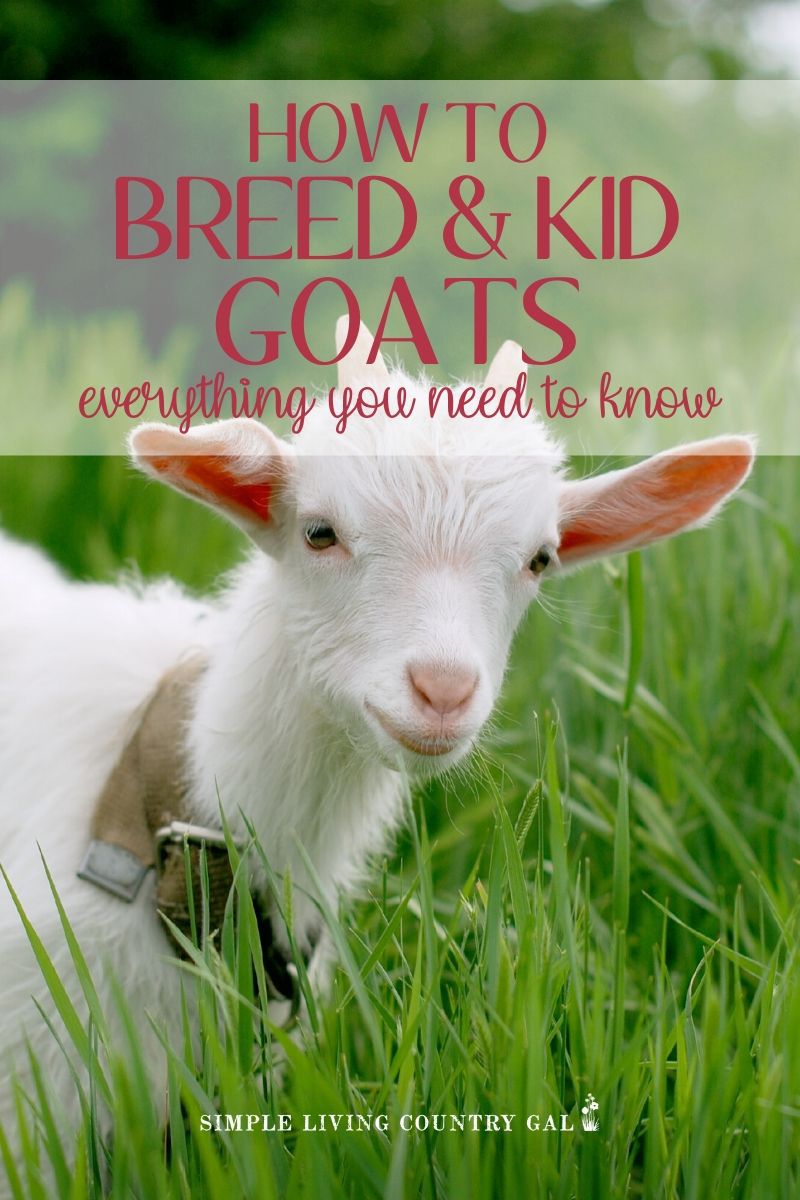 Goat Breeding and Goat Kidding | Simple Living Country Gal