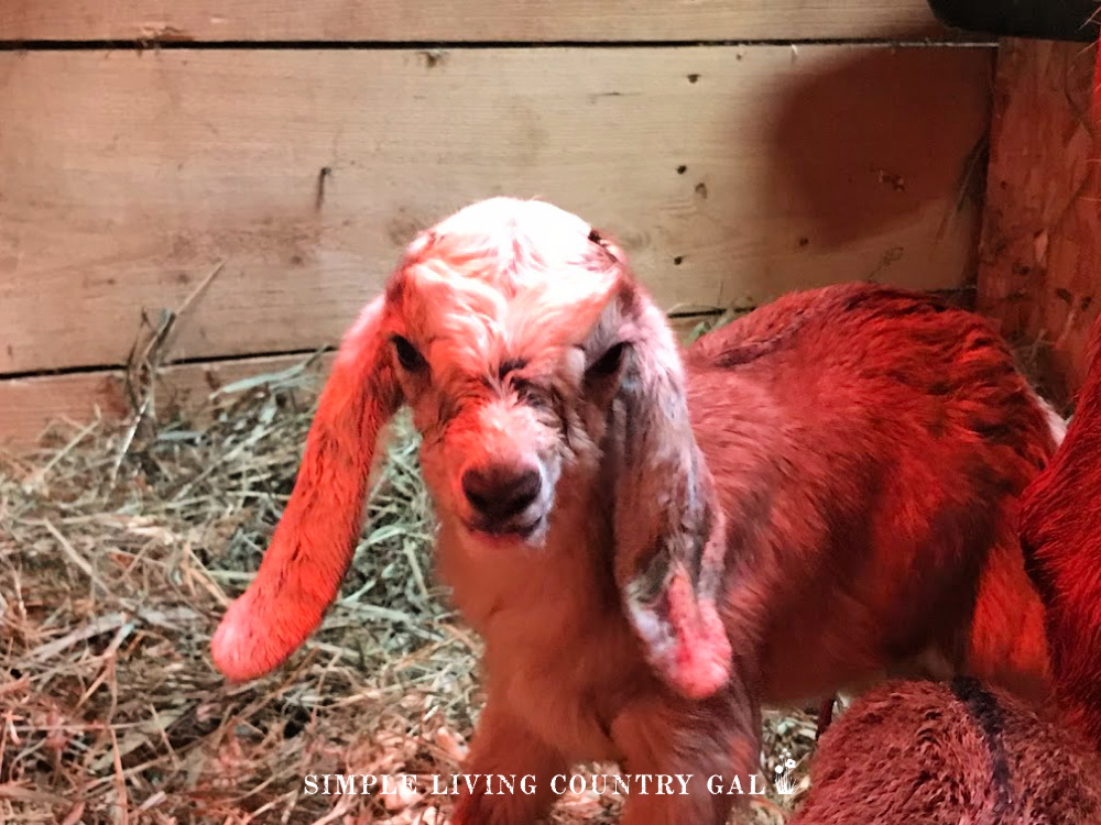 There is nothing quite as fun as a baby goat kid. But before you get to that point there are few things you need to do first. Goat breeding and Goat kidding being the biggest ones. Learn my best tips for each on this, your virtual library! #goatkidding #goatbreeding