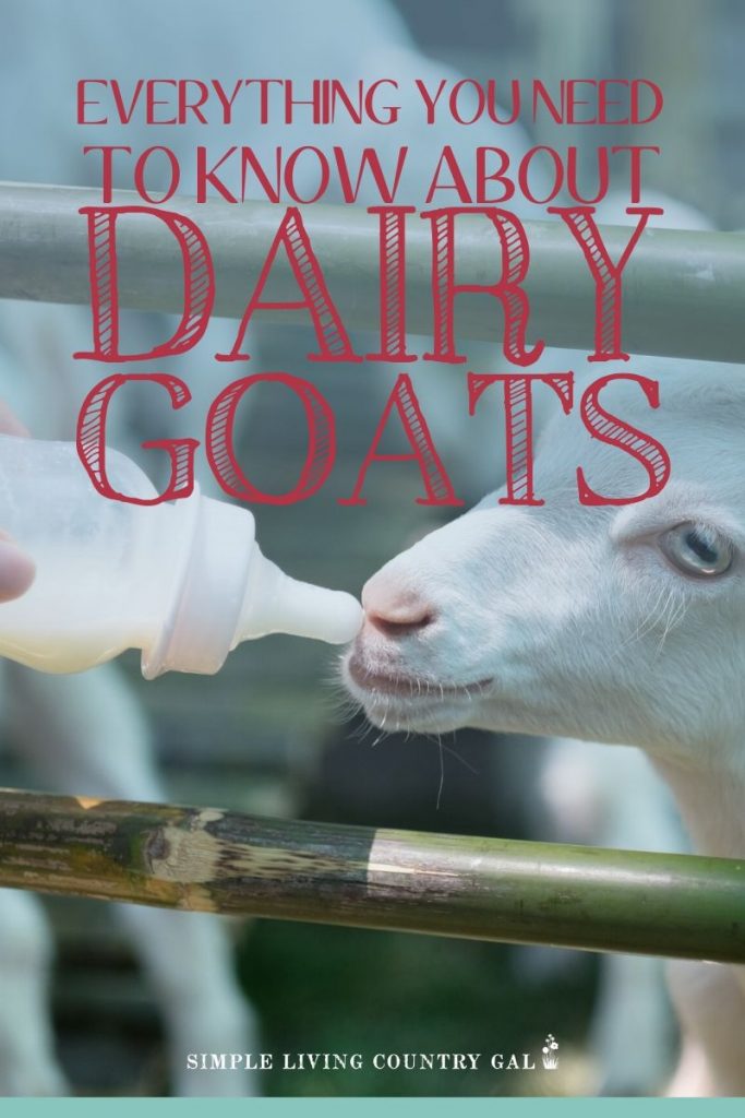 how to raise dairy goats