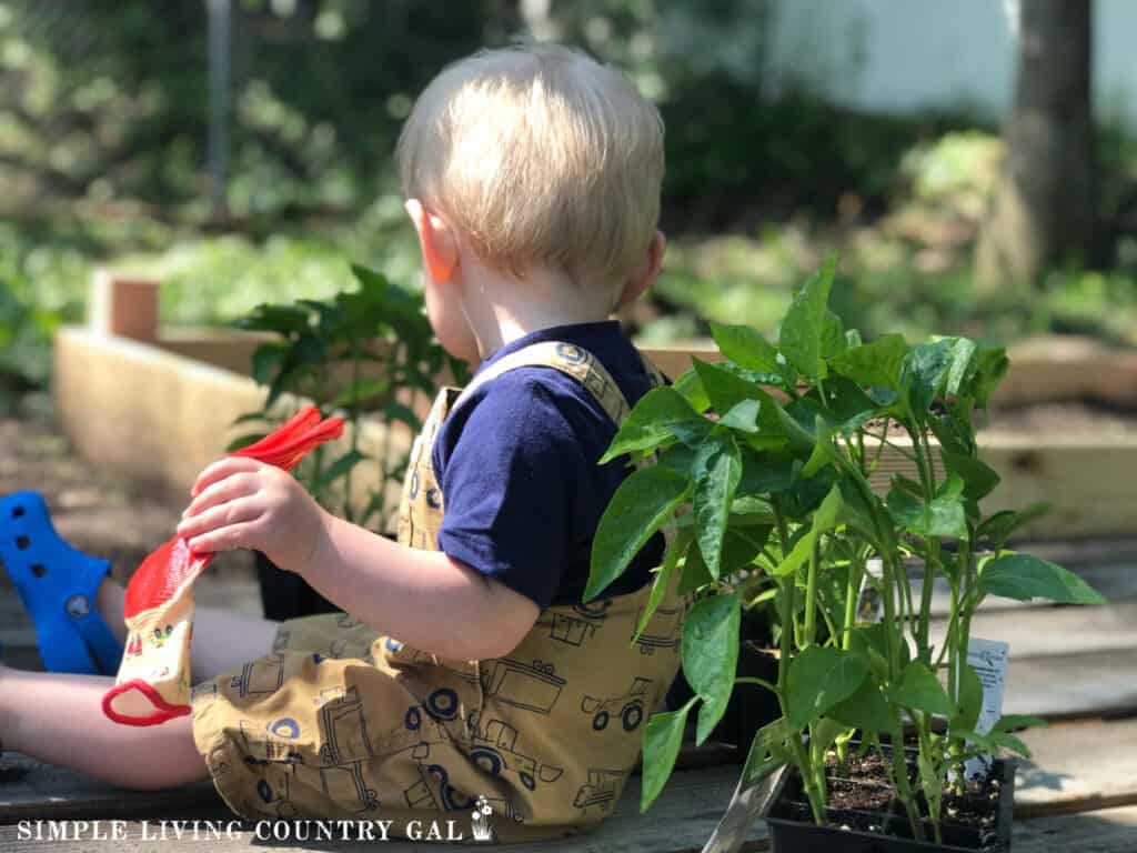 young child holding a garden glove near tomato plants