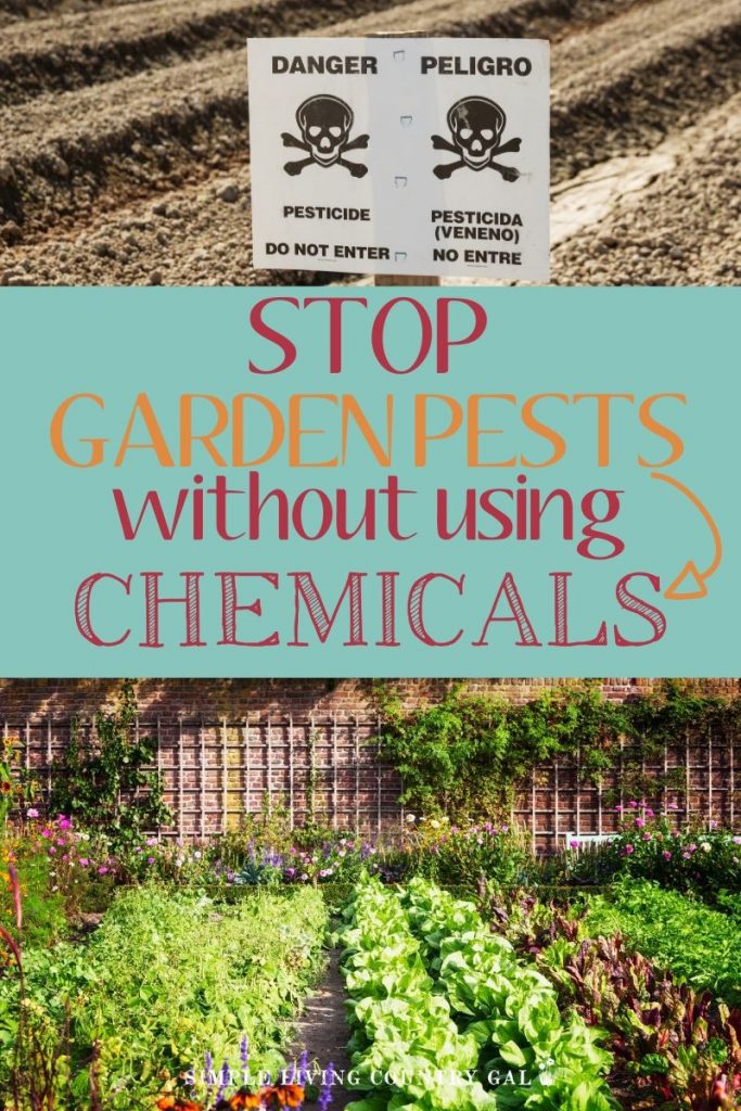 How to stop garden pests without using chemicals.