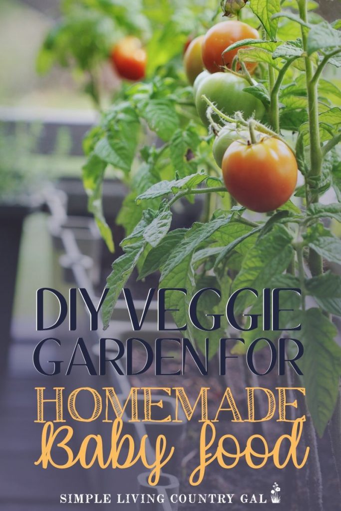 How to grow a vegetable garden for homemade baby food. How to have a vegetable baby food garden. Fresh organic vegetables for homemade baby food. Make your own baby food with a baby food garden that you can grow in your own backyard. How to grow carrots, sweet potatoes, and vegetables for a baby food garden. #babyfood #homemadebabyfood #organicbabyfood